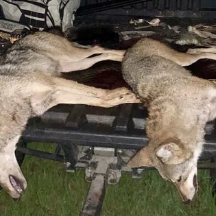 How To Catch Bobcat & Bobcat Hunting Guides