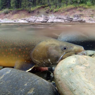 Bull Trout