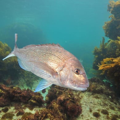 Pink Snapper