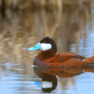 Ruddy Duck