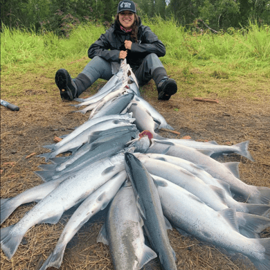 Sockeye Salmon