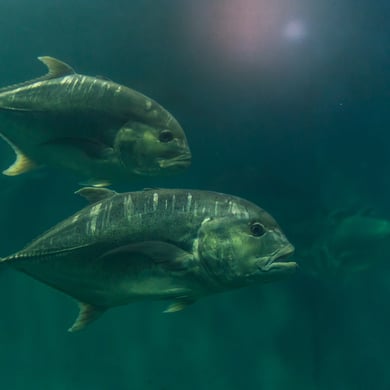 Giant Trevally