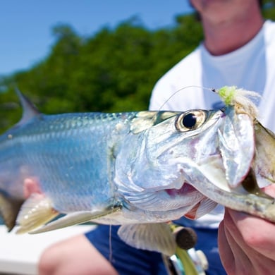 Tarpon