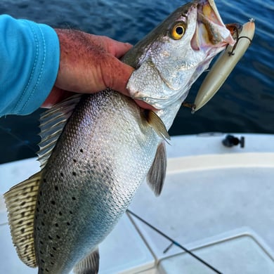 Sand Flea Fly Six Pack 6 for Fly Fishing Redfish, Speckled Trout, Bonefish,  Sheepshead, Tarpon, Snook, Permit, Flounder, Pompano 