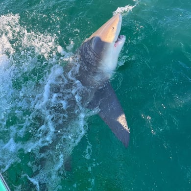 Destin Florida Shark Fishing Charters
