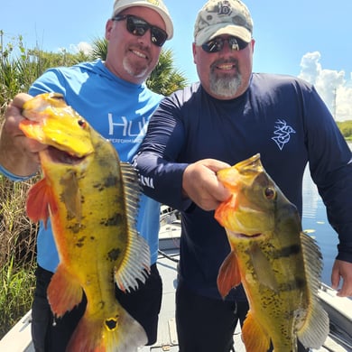 Best Peacock Bass Fishing Guides in Florida