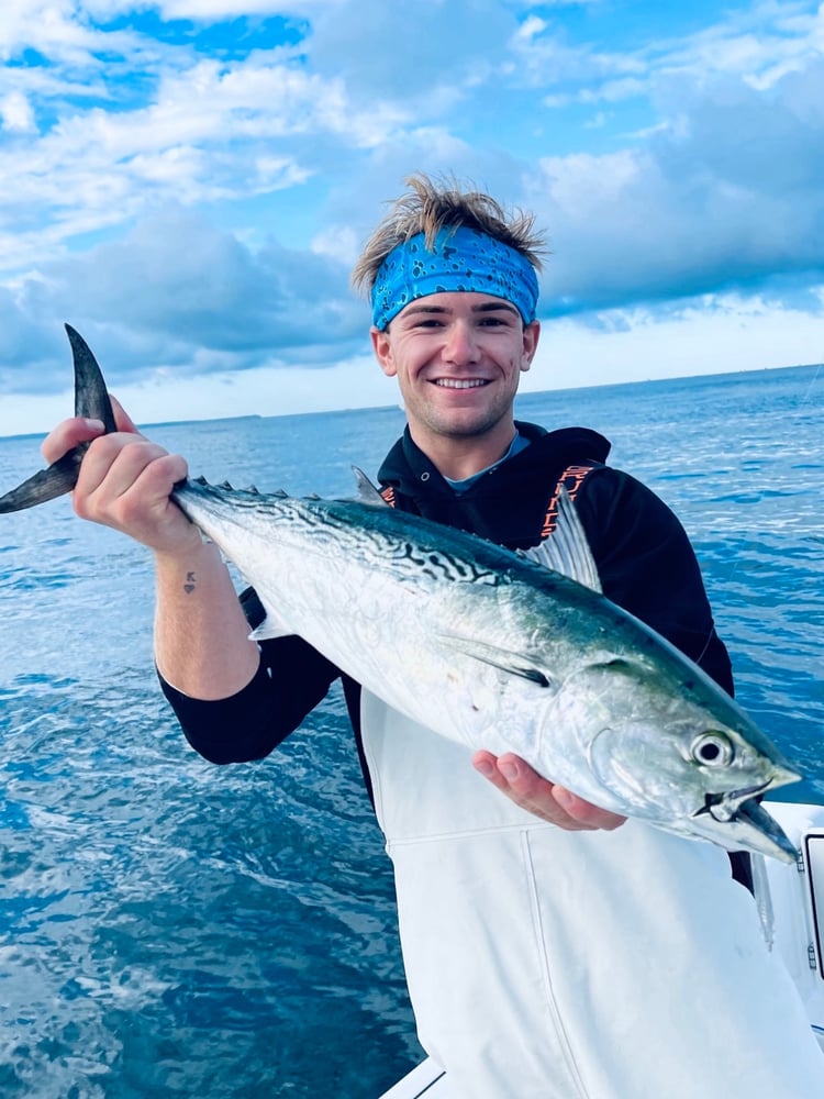 Albies, Bonito, Spanish Mackerel In Falmouth