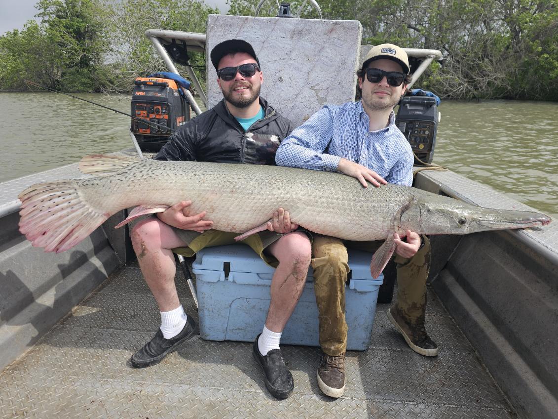 Trophy Alligator Gar Bowfishing In Houston