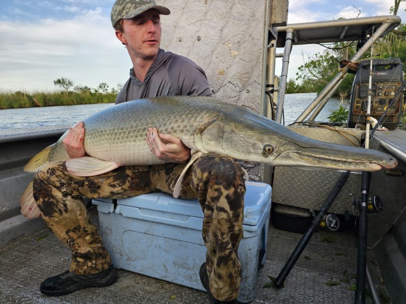 Trophy Alligator Gar Bowfishing In Houston