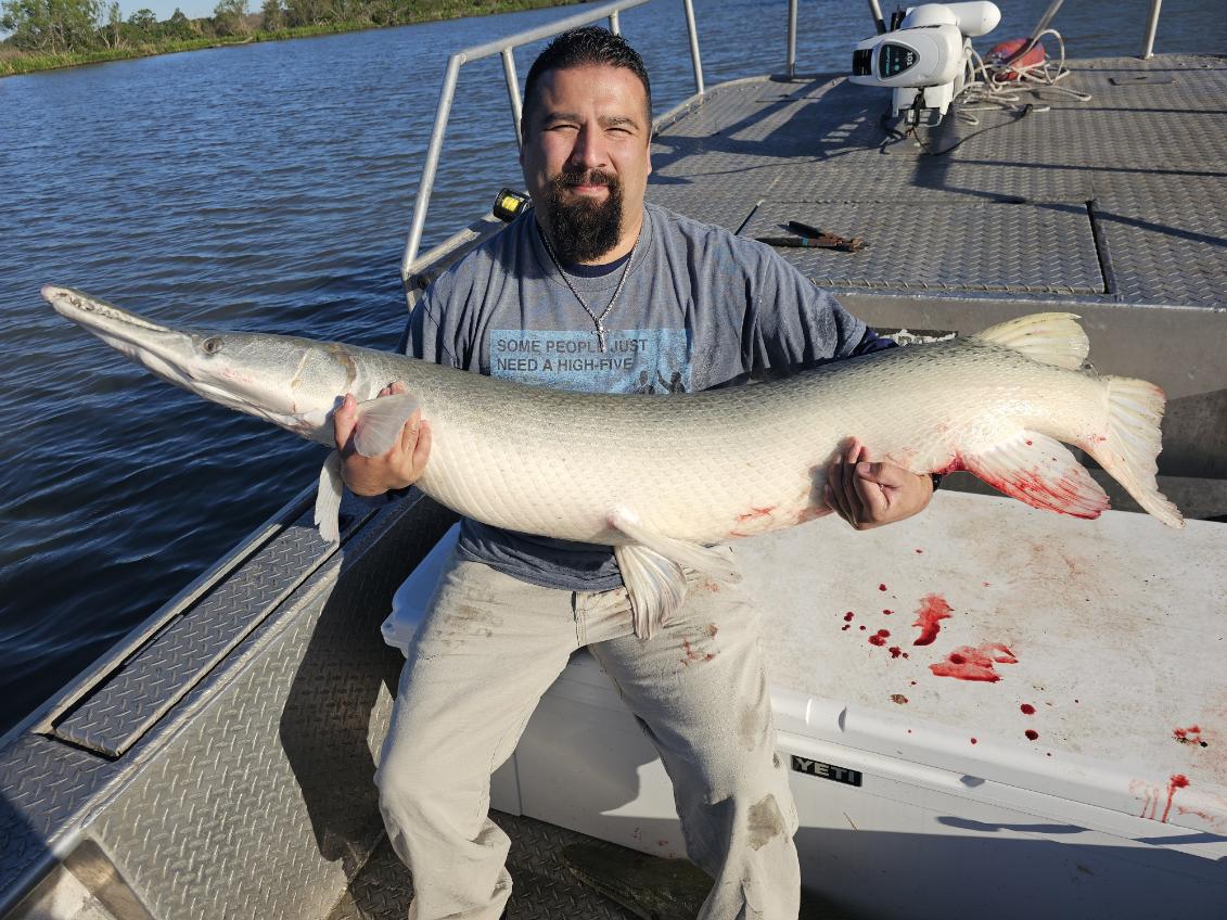 Trophy Alligator Gar Bowfishing In Houston