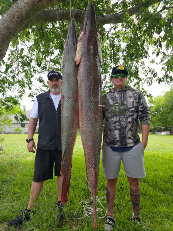 "Alpha" Alligator Gar Bowfishing In Houston