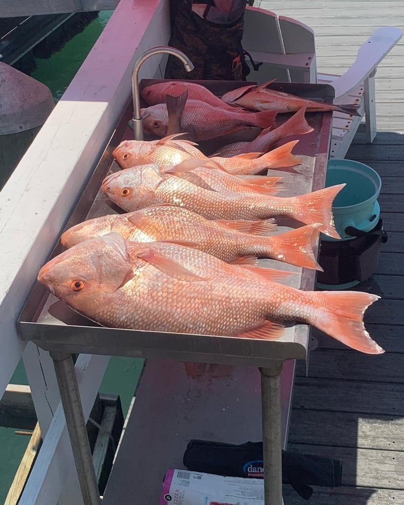 St. Pete Seasonal Snapper Run In Treasure Island