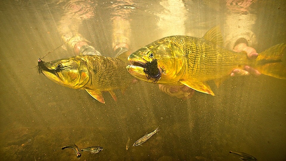 Premier Bolivian Flyfishing In Santa Cruz De La Sierra