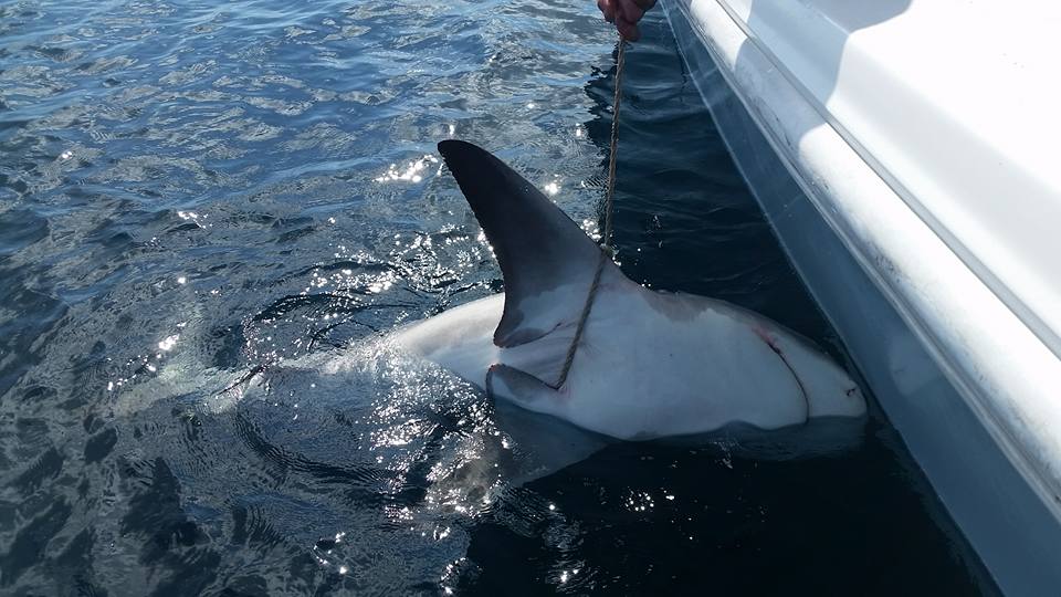 Shark And Bull Drum Trip In Galveston