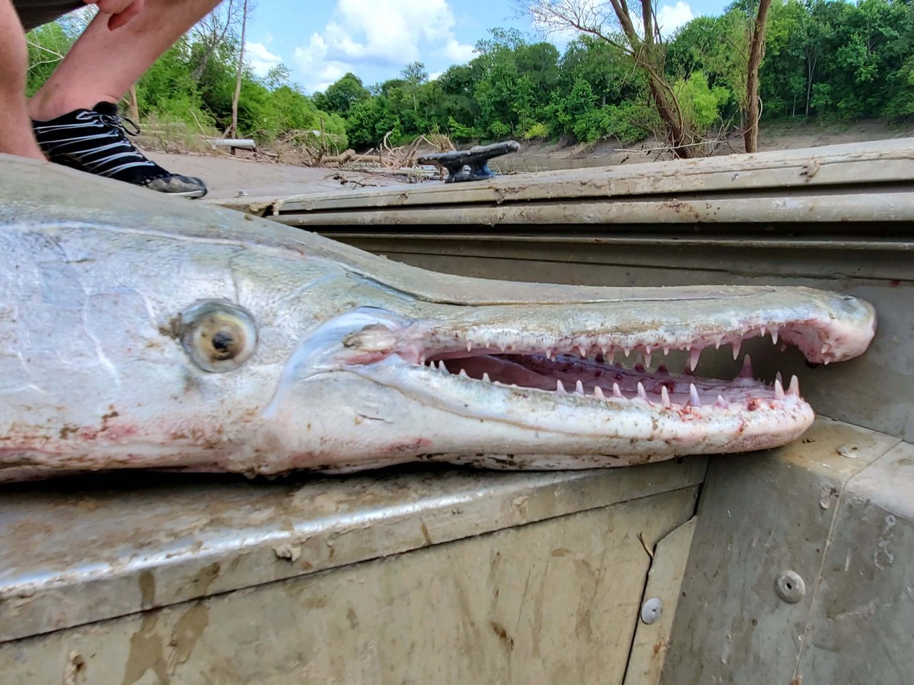 Gar Fishing Trip In Corsicana