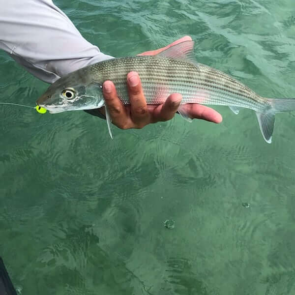 Bank And Bight Backcountry In Islamorada