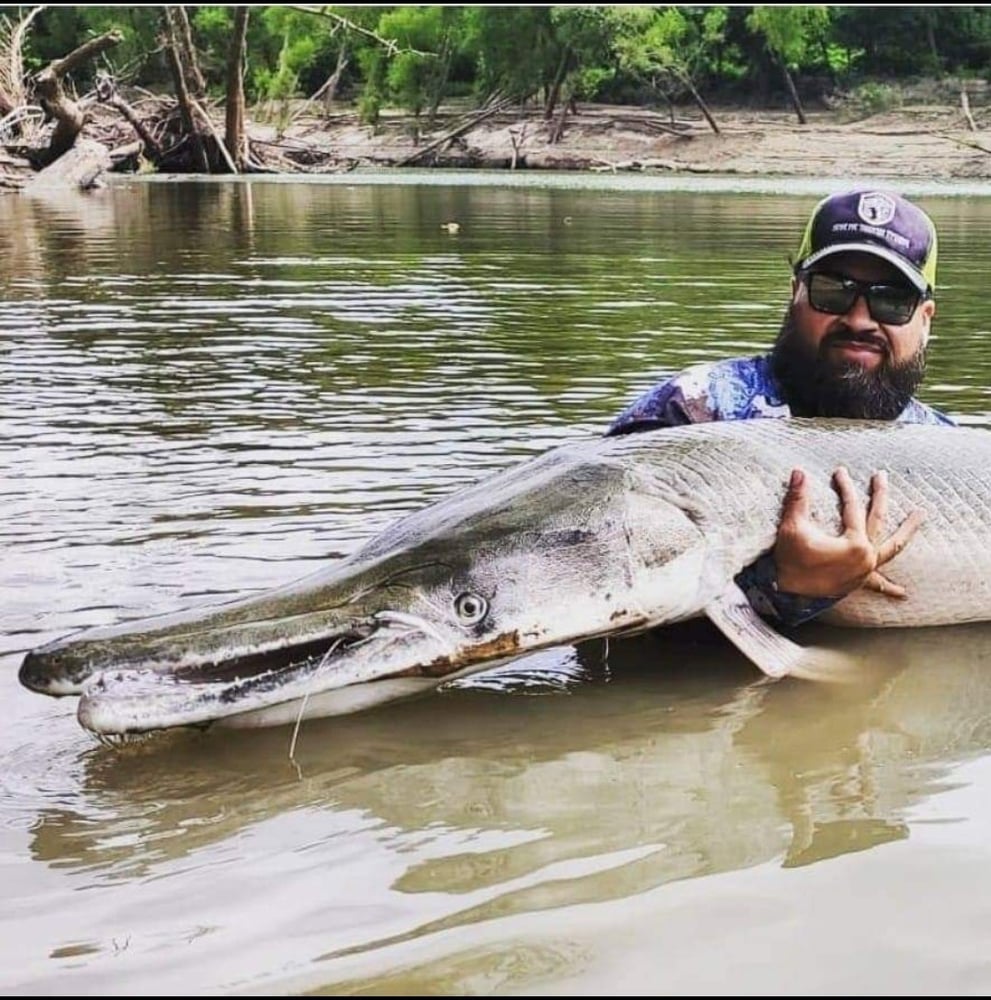 Giant Alligator Gar Adventure In Corsicana