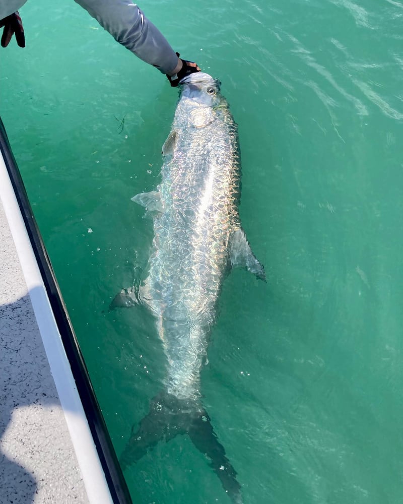 Boca Grande Tarpon In Placida