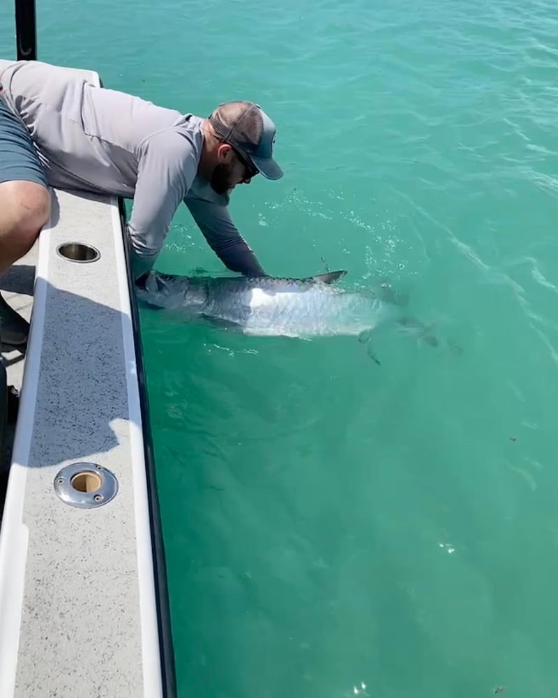 Boca Grande Tarpon In Placida