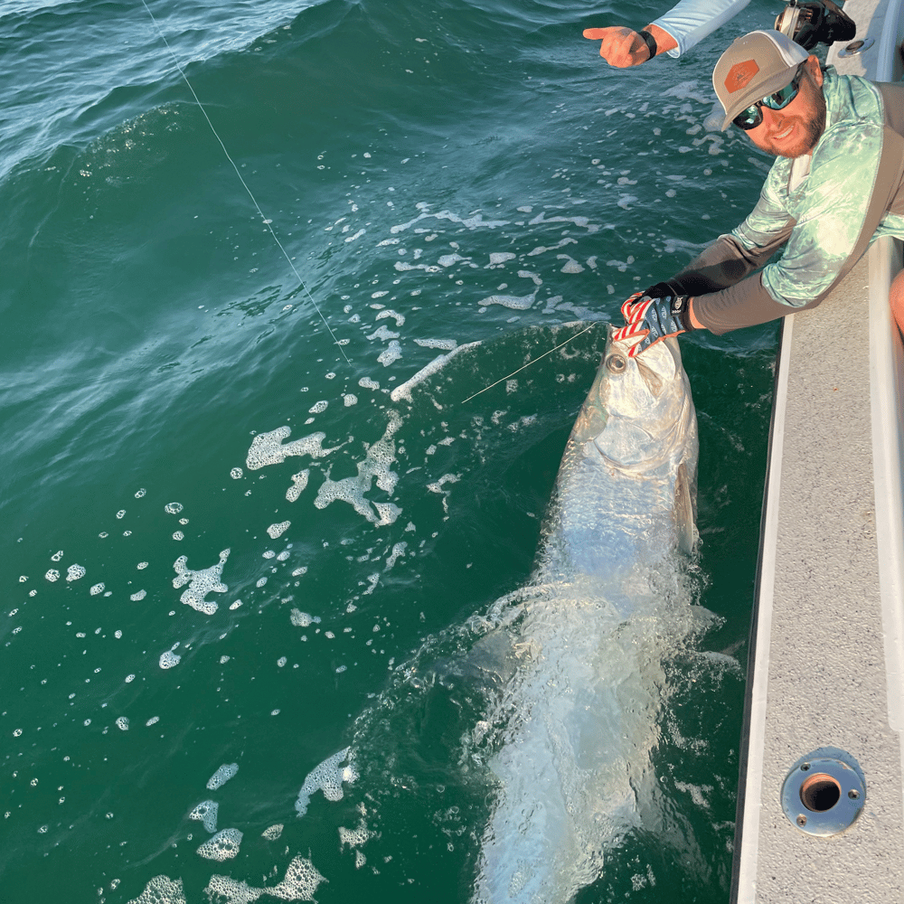 Boca Grande Tarpon In Placida