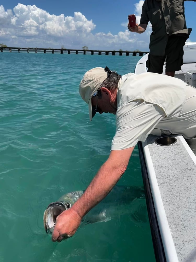 Boca Grande Tarpon In Placida