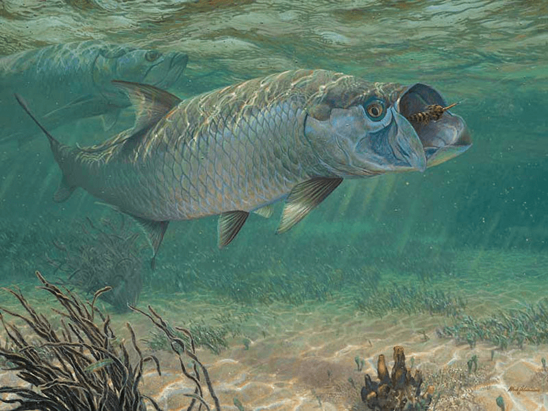 Boca Grande Tarpon In Placida