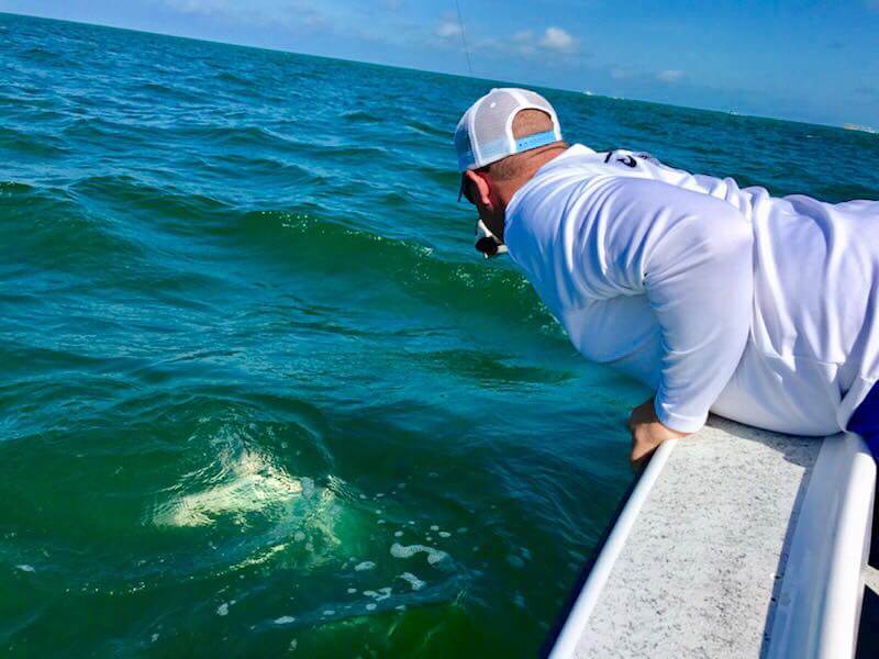 Boca Grande Tarpon In Placida