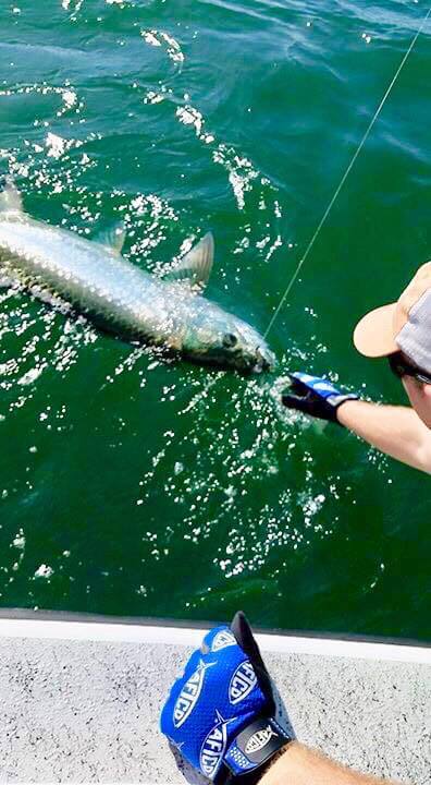 Boca Grande Tarpon In Placida