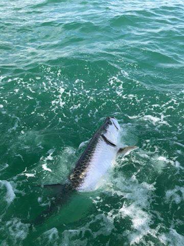 Boca Grande Tarpon In Placida