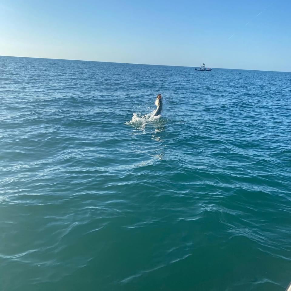 Boca Grande Tarpon In Placida