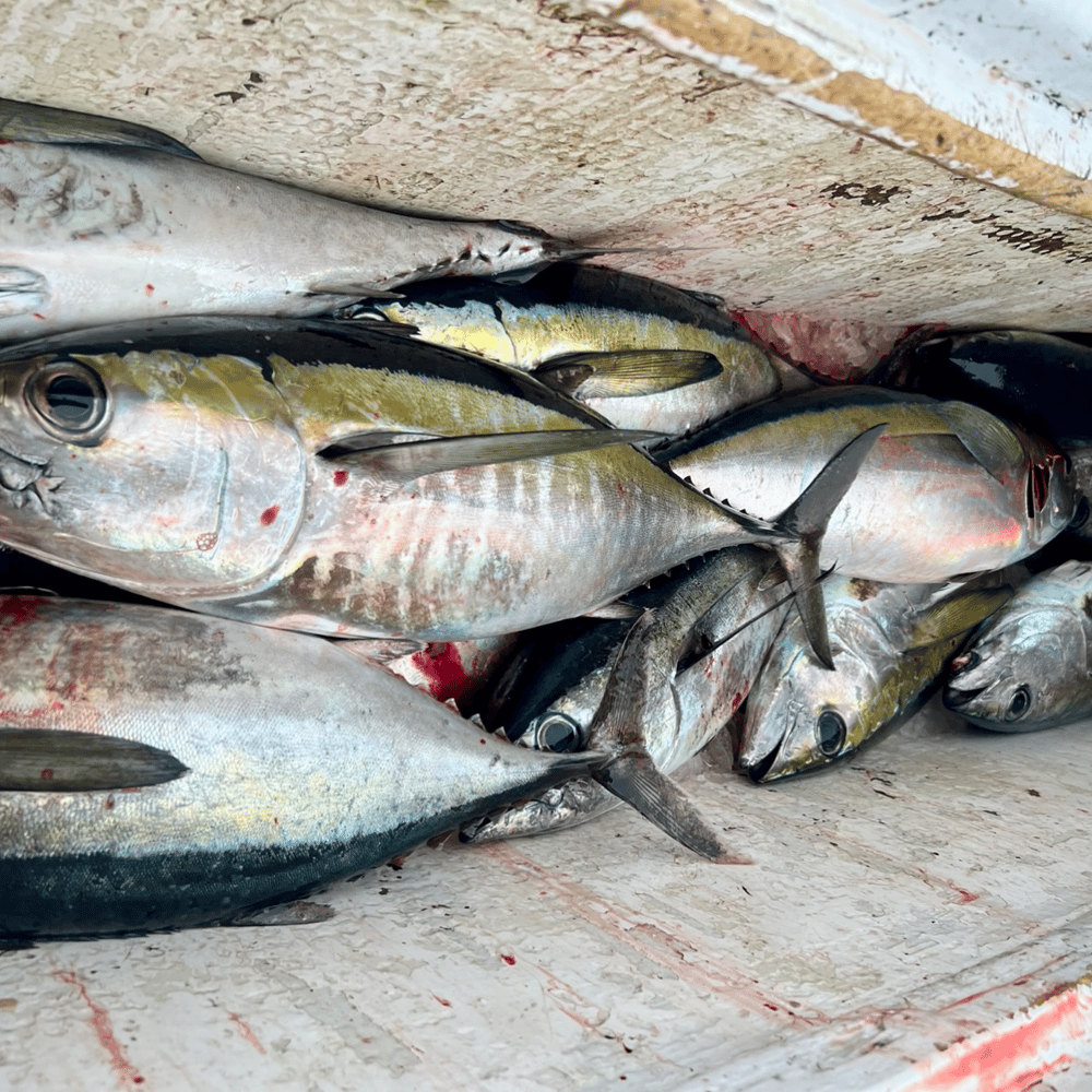 Summer Offshore Run In Hatteras