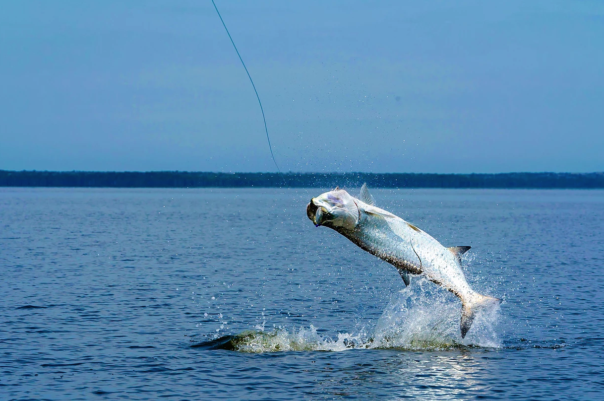 Jupiter Fly Fishing With Dingo In Jupiter