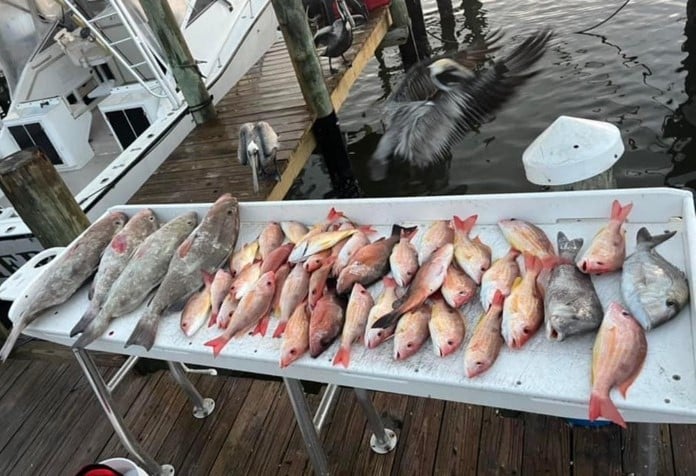 Red Snapper Baby! In Fort Myers Beach