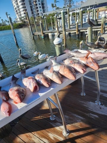 Red Snapper Baby! In Fort Myers Beach