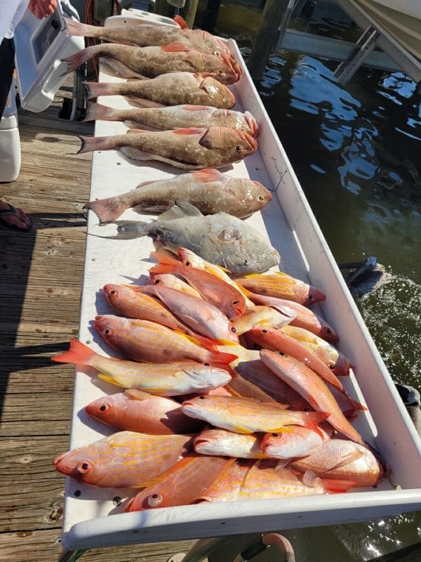 Red Snapper Baby! In Fort Myers Beach