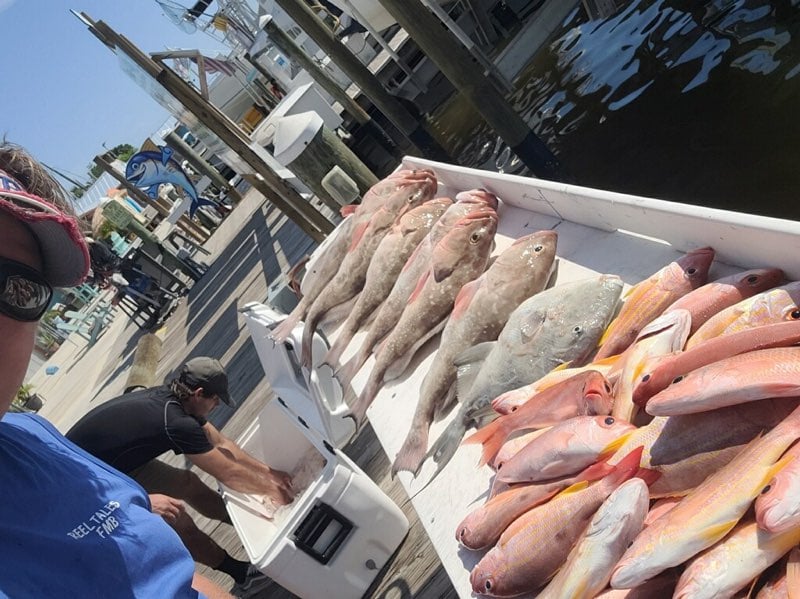 Red Snapper Baby! In Fort Myers Beach