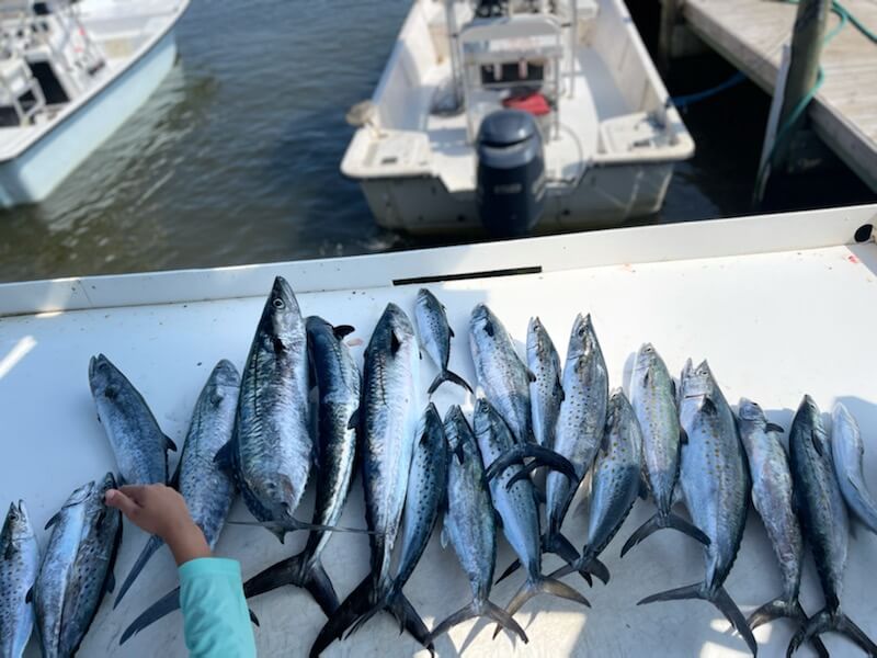 Epic Inshore Adventure In Gulf Shores