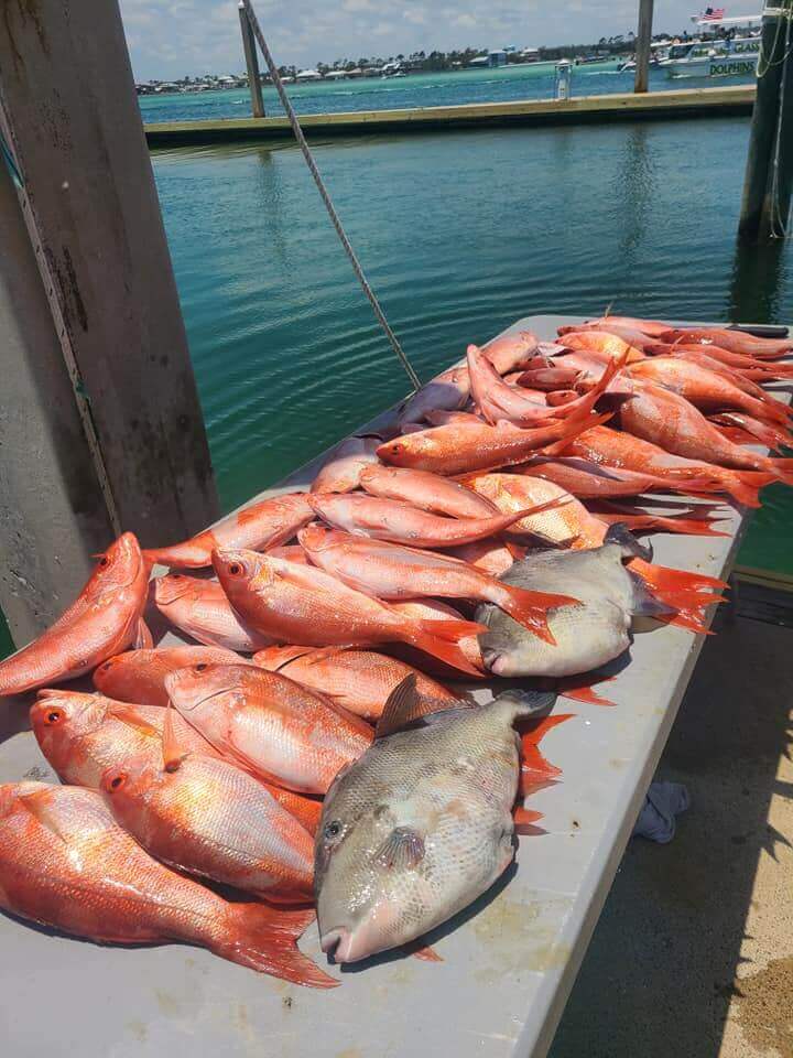 Bottom Fishing Frenzy In Gulf Shores