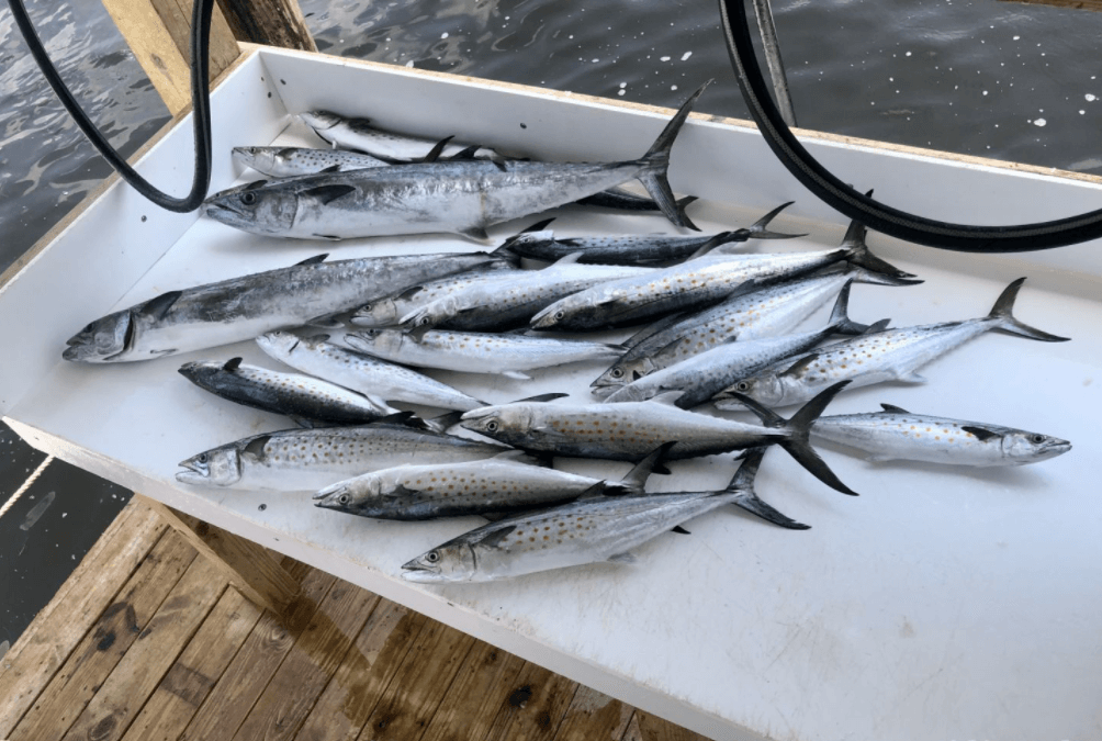 Alabama Inshore Magic In Orange Beach