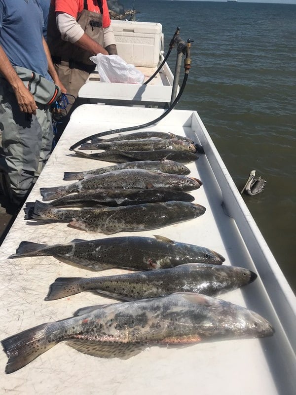 Half Day Bay Fishing With Captain Harry In Hitchcock