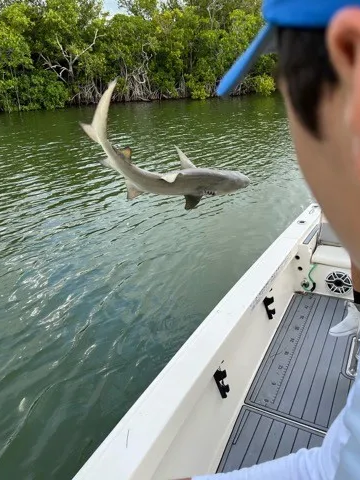 Key Largo Shark Special In Key Largo