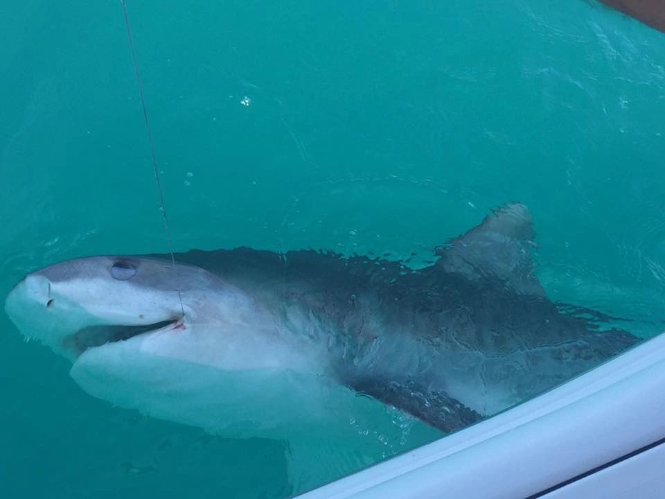 Nearshore Shark Special In Cape Coral