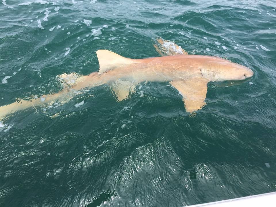 Nearshore Shark Special In Cape Coral