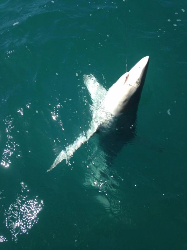 Nearshore Shark Special In Cape Coral