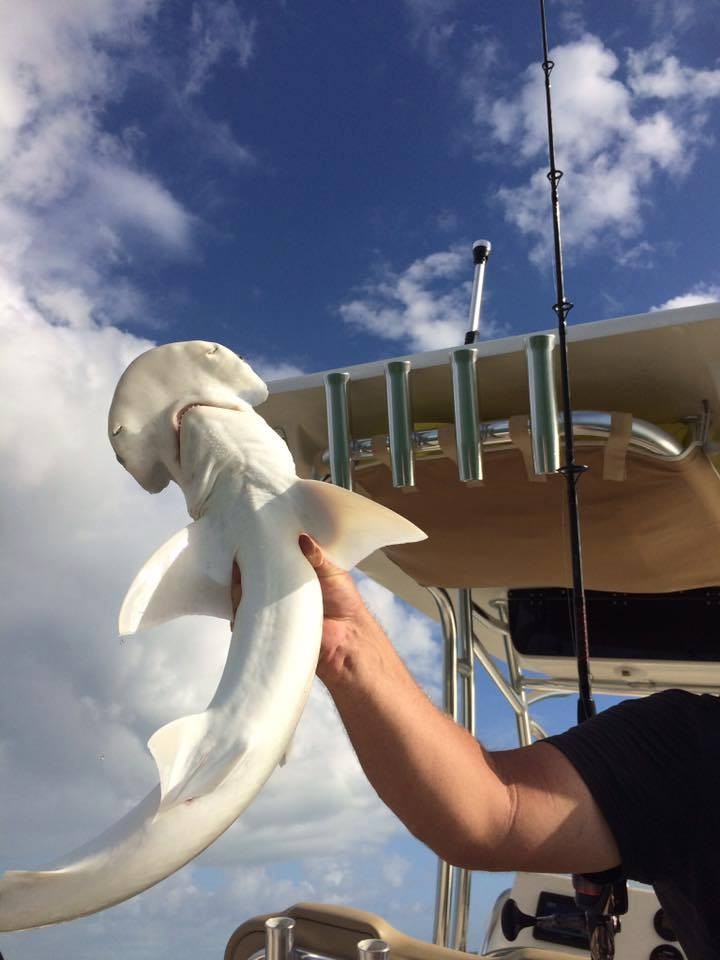 Nearshore Shark Special In Cape Coral