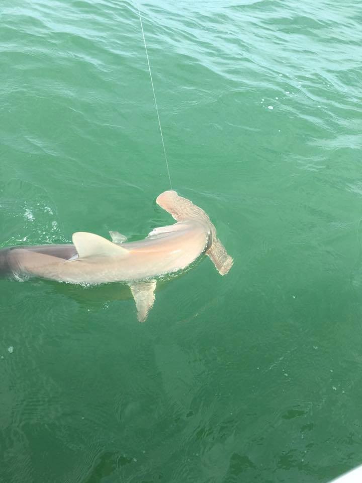 Nearshore Shark Special In Cape Coral