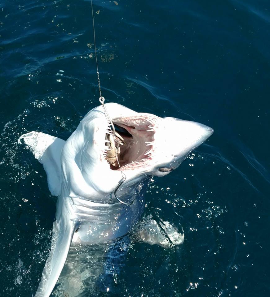 Half Day Shark Fishing Trip In Riviera Beach