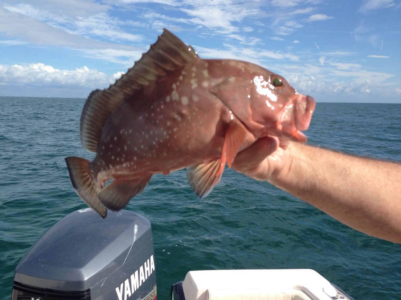 Epic Snapper And Grouper - 28’ In Tierra Verde