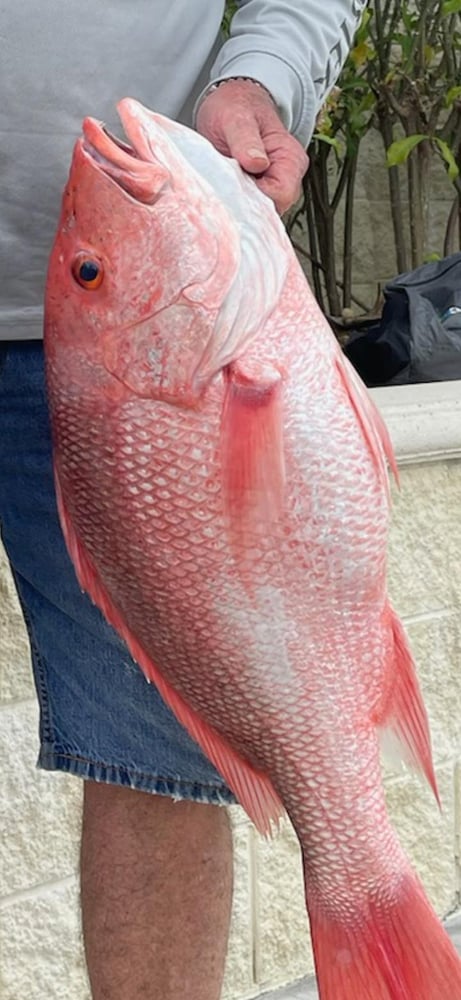 Fed Permitted American Red Snapper In St. Petersburg