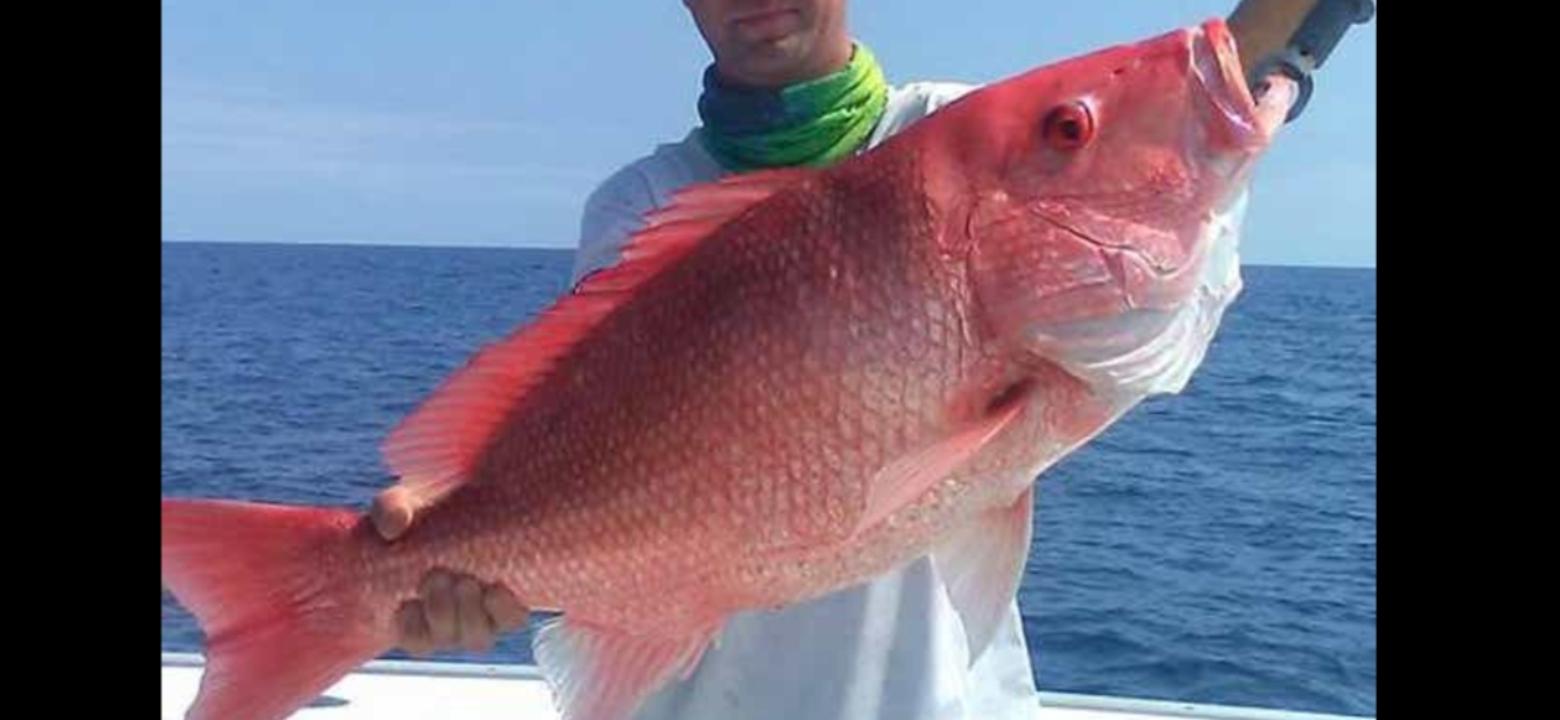 Fed Permitted American Red Snapper In St. Petersburg